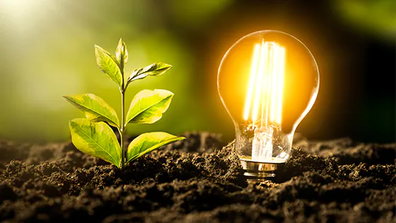 LED-Lampe neben Baum-Setzling in der Erde